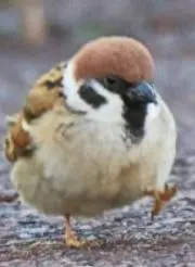 ちゅんこの画像