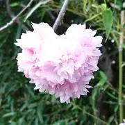 makiの画像