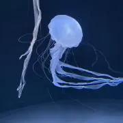 海月の画像
