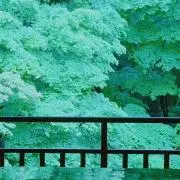 Ajaの画像