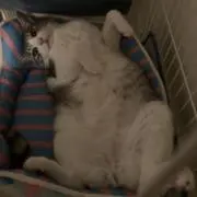 てんの画像