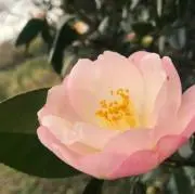 つばきの画像