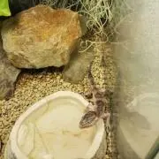 nanaの画像