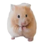 もんもん