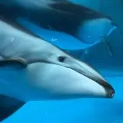 ゆき。　プロフ必須。の画像