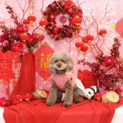 COCO☆SHOP