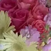 Momo Gardenの画像