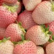 苺の画像