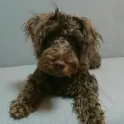 うきちょろの画像