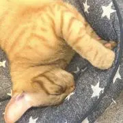 asujikaの画像