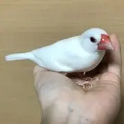 みぃの画像