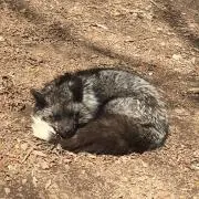 すうの画像