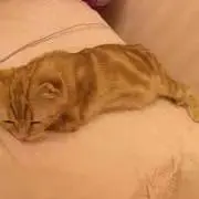 ごま
