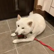 Jackの画像