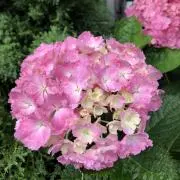 紫陽花