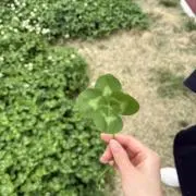 Haruの画像