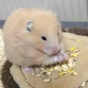 はち