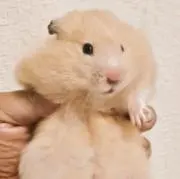 いぬの画像
