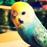 やまこ