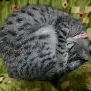 もみじ
