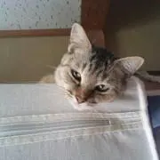くろの画像