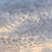 小梅の画像