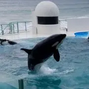ママようこの画像