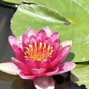わらぴ餅の画像