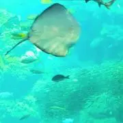 TANIの画像