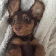 Nonoの画像