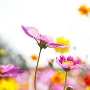 みんと♪の画像