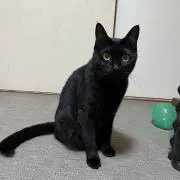 はっぱちゃん