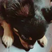 ささやん