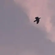 さくぱんの画像
