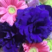 芋あんの画像