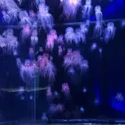 よっちぃ
