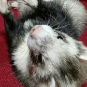 るる