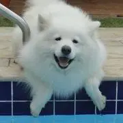 Samedの画像
