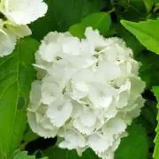 ajisaiの画像