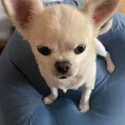 Gachiosanの画像