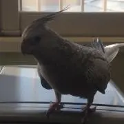 ヒロ