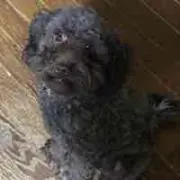 コロママ