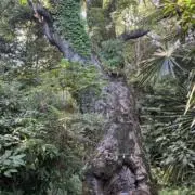 けんしん