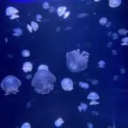 キナコの画像