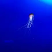 まりもの画像