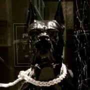 dog19