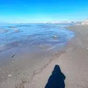 はなの画像