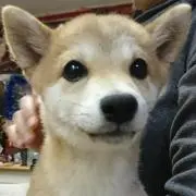 たかの画像