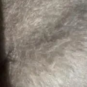 kanoの画像