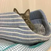 の